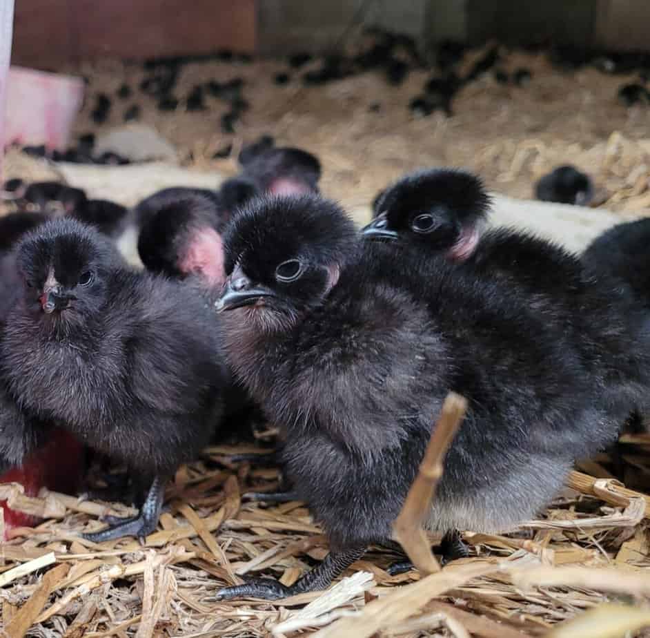 poussins de la ferme