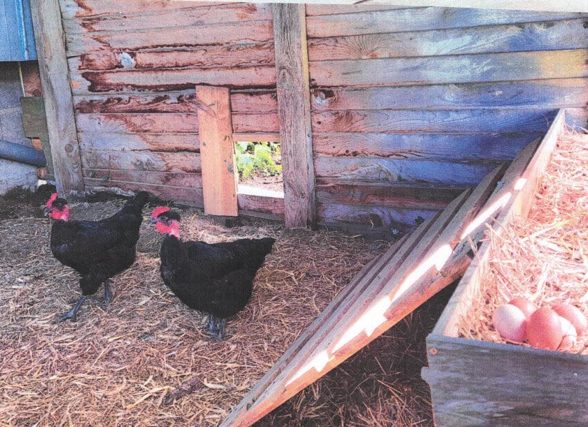 poules